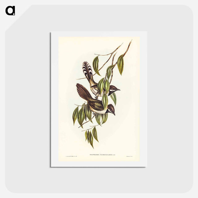アートポストカード-Black-throated Psophodes
 - ジョン グールド Postcard.