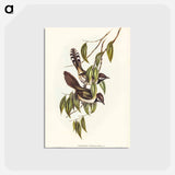 アートポストカード-Black-throated Psophodes
 - ジョン グールド Postcard.