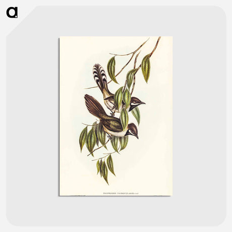 アートポストカード-Black-throated Psophodes
 - ジョン グールド Postcard.