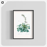 Aletris fragrans illustration - ピエール ジョゼフ ルドゥーテ Poster.