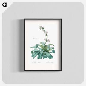 アートポスター-Aletris fragrans illustration - ピエール ジョゼフ ルドゥーテ Poster.