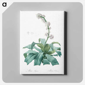 アートパネル-Aletris fragrans illustration - ピエール ジョゼフ ルドゥーテ Canvas.