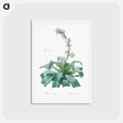 アートポストカード-Aletris fragrans illustration - ピエール ジョゼフ ルドゥーテ Postcard.