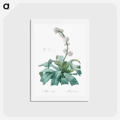 アートポストカード-Aletris fragrans illustration - ピエール ジョゼフ ルドゥーテ Postcard.
