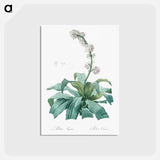アートポストカード-Aletris fragrans illustration - ピエール ジョゼフ ルドゥーテ Postcard.