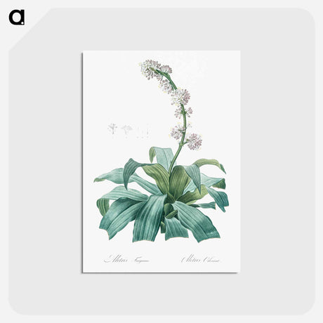 アートポストカード-Aletris fragrans illustration - ピエール ジョゼフ ルドゥーテ Postcard.