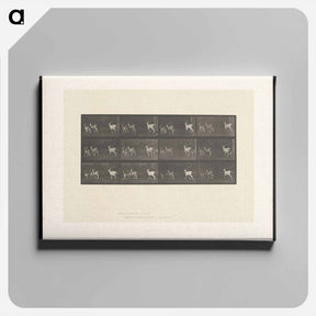 アートパネル-Running Fallow Deer
 - エドワード マイブリッジ Canvas.