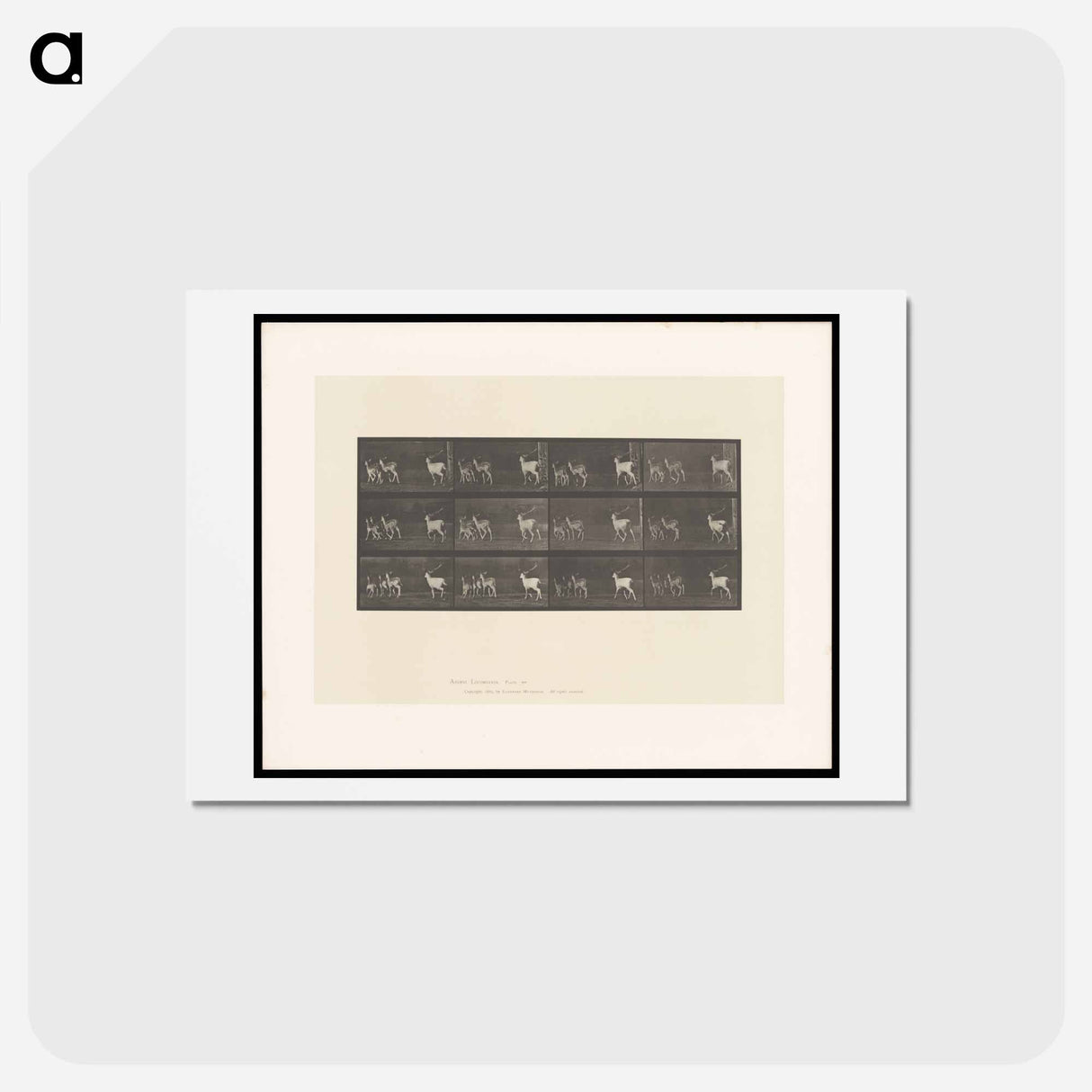 アートポストカード-Running Fallow Deer
 - エドワード マイブリッジ Postcard.
