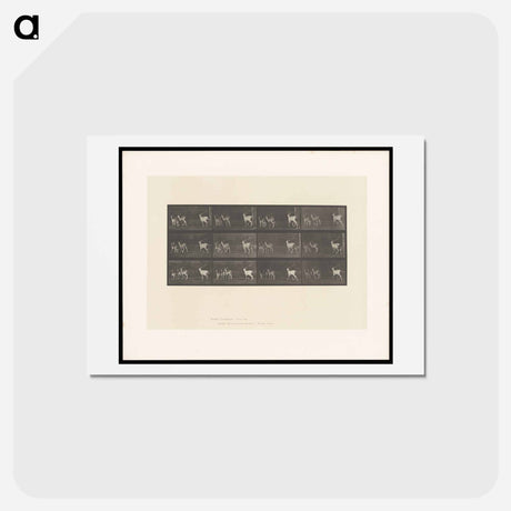 アートポストカード-Running Fallow Deer
 - エドワード マイブリッジ Postcard.