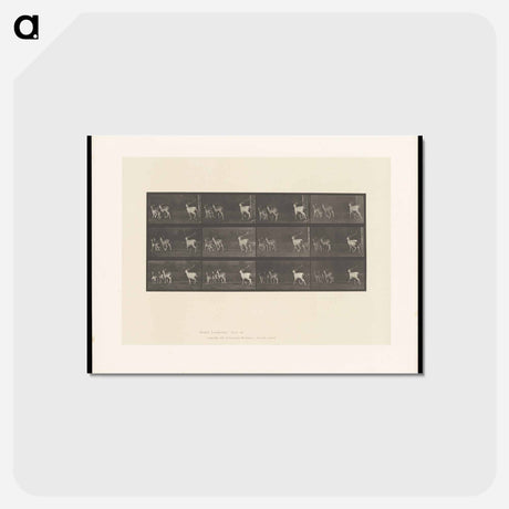 アートポストカード-Running Fallow Deer
 - エドワード マイブリッジ Postcard.