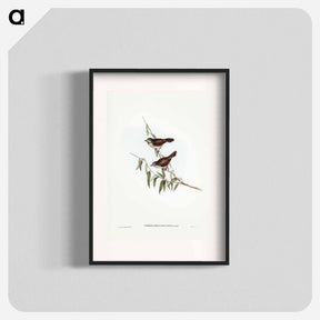 アートポスター-Brown Red-throat
 - ジョン グールド Poster.