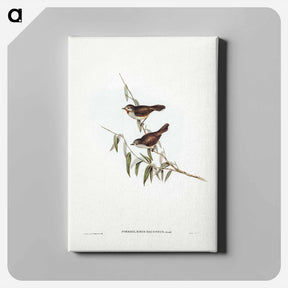 アートパネル-Brown Red-throat
 - ジョン グールド Canvas.
