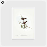 アートポストカード-Brown Red-throat
 - ジョン グールド Postcard.
