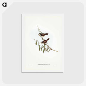 アートポストカード-Brown Red-throat
 - ジョン グールド Postcard.
