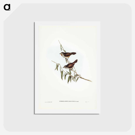 アートポストカード-Brown Red-throat
 - ジョン グールド Postcard.