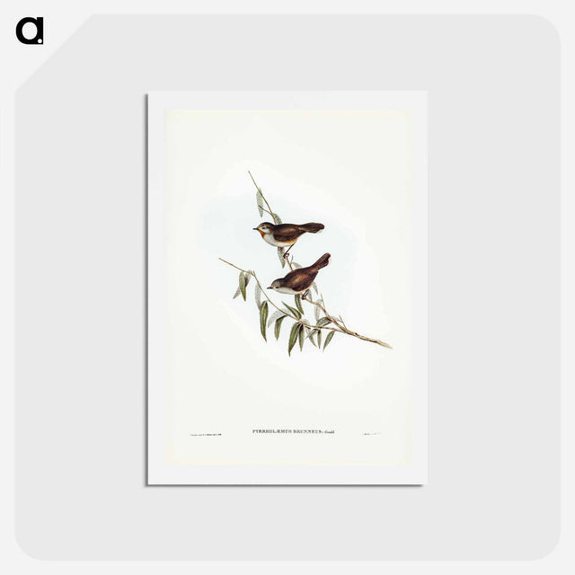 アートポストカード-Brown Red-throat
 - ジョン グールド Postcard.