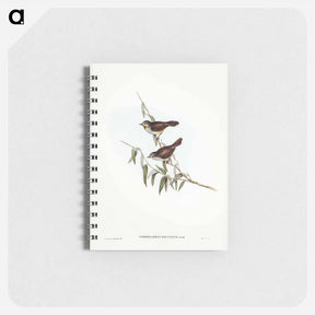 アートメモ帳-Brown Red-throat
 - ジョン グールド Memo.