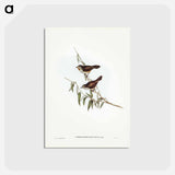 アートポストカード-Brown Red-throat
 - ジョン グールド Postcard.