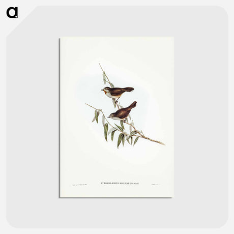 アートポストカード-Brown Red-throat
 - ジョン グールド Postcard.