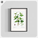 Red mulberry - Pierre Joseph Redouté Poster.