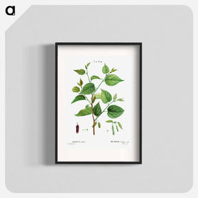 アートポスター-Red mulberry - ピエール ジョゼフ ルドゥーテ Poster.