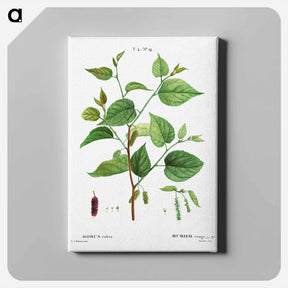 アートパネル-Red mulberry - ピエール ジョゼフ ルドゥーテ Canvas.