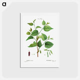 アートポストカード-Red mulberry - ピエール ジョゼフ ルドゥーテ Postcard.