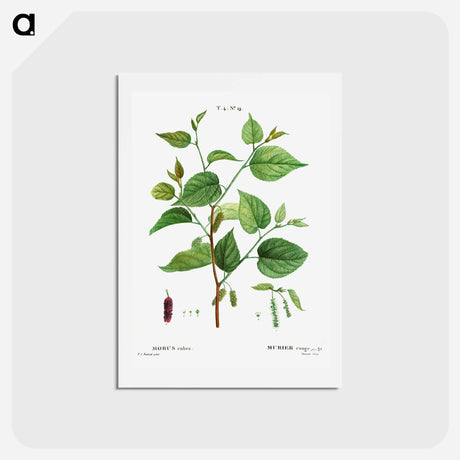 アートポストカード-Red mulberry - ピエール ジョゼフ ルドゥーテ Postcard.