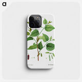 Red mulberry - ピエール ジョゼフ ルドゥーテ Phone Case.