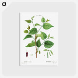 アートポストカード-Red mulberry - ピエール ジョゼフ ルドゥーテ Postcard.