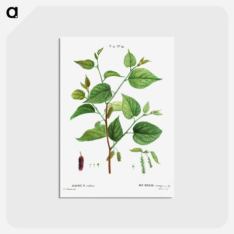 アートポストカード-Red mulberry - ピエール ジョゼフ ルドゥーテ Postcard.