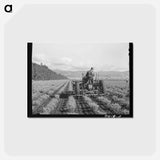 アートポストカード-Guayule Cultivation
 - ラッセル リー Postcard.