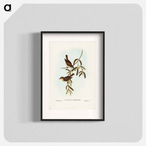 アートポスター-Plain-coloured Pachycephala
 - ジョン グールド Poster.