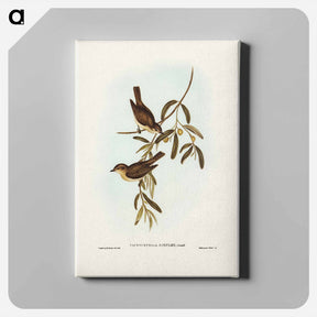 アートパネル-Plain-coloured Pachycephala
 - ジョン グールド Canvas.