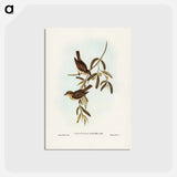 アートポストカード-Plain-coloured Pachycephala
 - ジョン グールド Postcard.