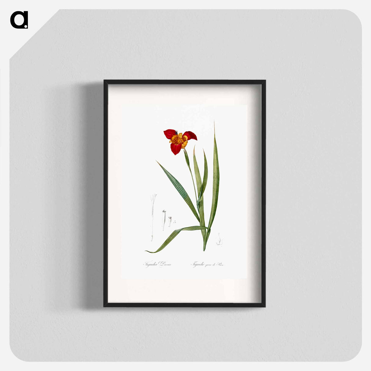 Tiger flower illustration - Pierre Joseph Redouté Poster.