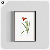 Tiger flower illustration - Pierre Joseph Redouté Poster.