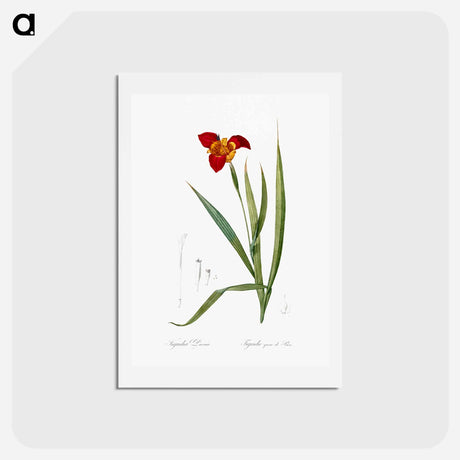 アートポストカード-Tiger flower illustration - ピエール ジョゼフ ルドゥーテ Postcard.