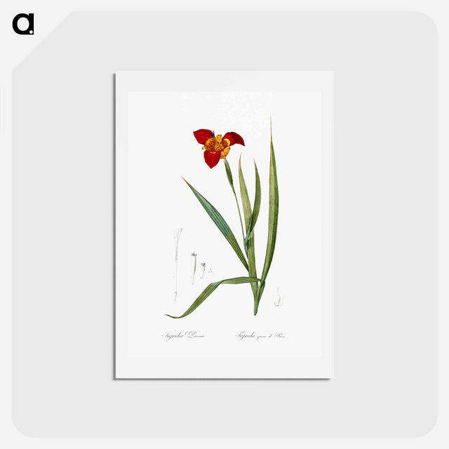 アートポストカード-Tiger flower illustration - ピエール ジョゼフ ルドゥーテ Postcard.