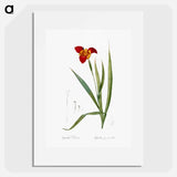 Tiger flower illustration - Pierre Joseph Redouté Poster.