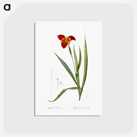 アートポストカード-Tiger flower illustration - ピエール ジョゼフ ルドゥーテ Postcard.