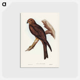 アートポストカード-Allied Kite
 - ジョン グールド Postcard.