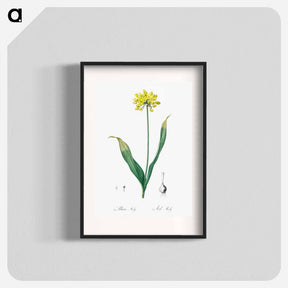 アートポスター-Golden garlic illustration - ピエール ジョゼフ ルドゥーテ Poster.