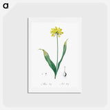 アートポストカード-Golden garlic illustration - ピエール ジョゼフ ルドゥーテ Postcard.