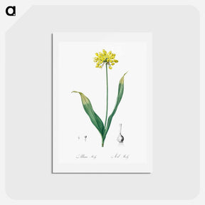 アートポストカード-Golden garlic illustration - ピエール ジョゼフ ルドゥーテ Postcard.