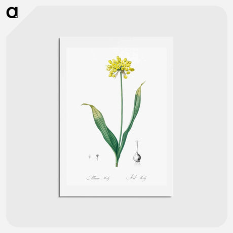 アートポストカード-Golden garlic illustration - ピエール ジョゼフ ルドゥーテ Postcard.