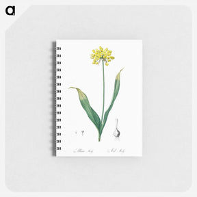 アートメモ帳-Golden garlic illustration - ピエール ジョゼフ ルドゥーテ Memo.