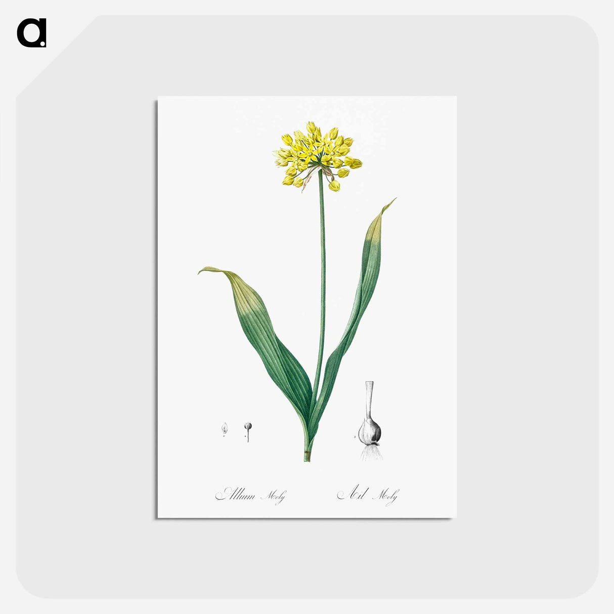 アートポストカード-Golden garlic illustration - ピエール ジョゼフ ルドゥーテ Postcard.
