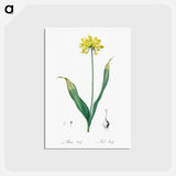 アートポストカード-Golden garlic illustration - ピエール ジョゼフ ルドゥーテ Postcard.