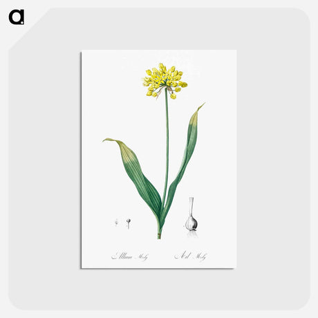 アートポストカード-Golden garlic illustration - ピエール ジョゼフ ルドゥーテ Postcard.